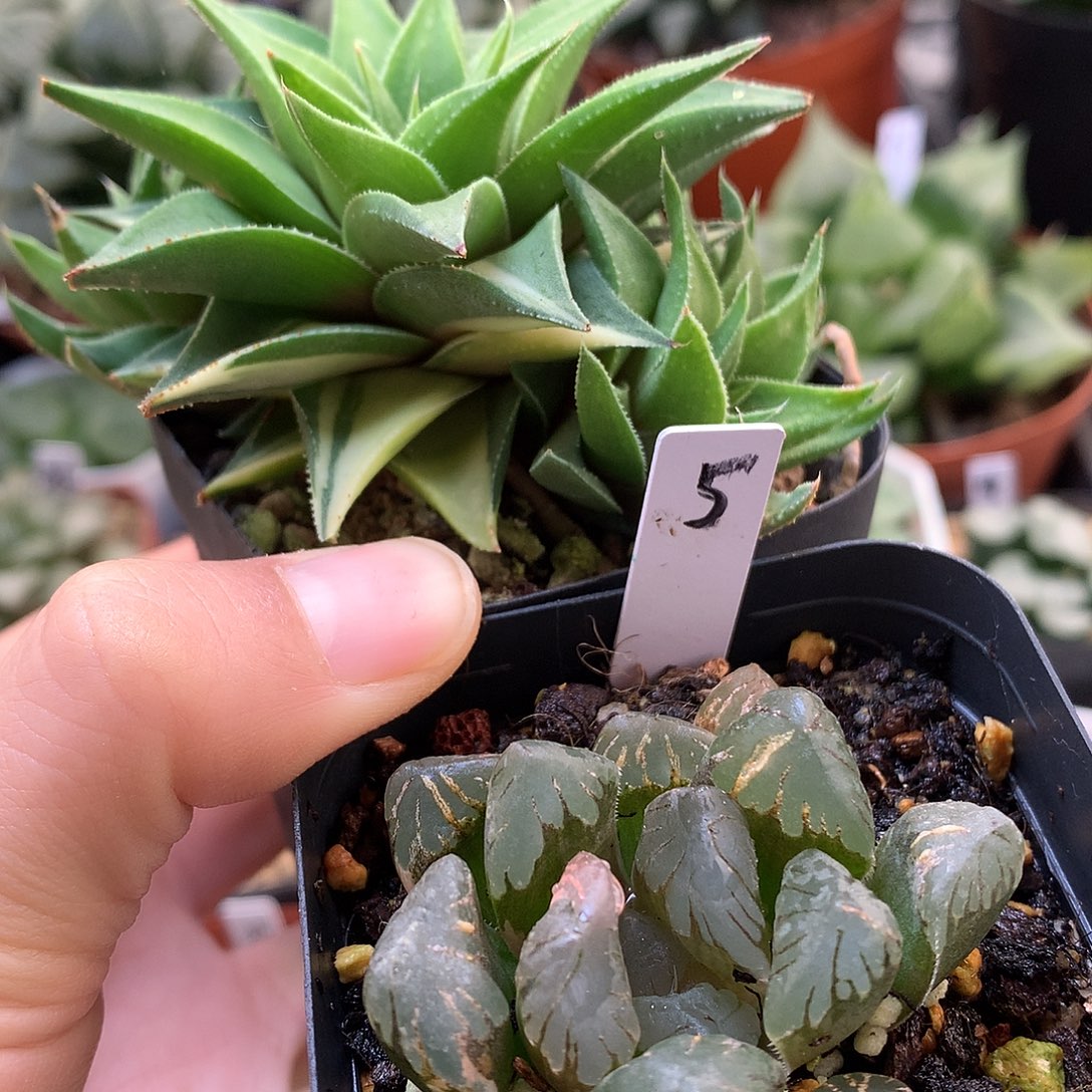 白羊宫黑水晶带盆土发货