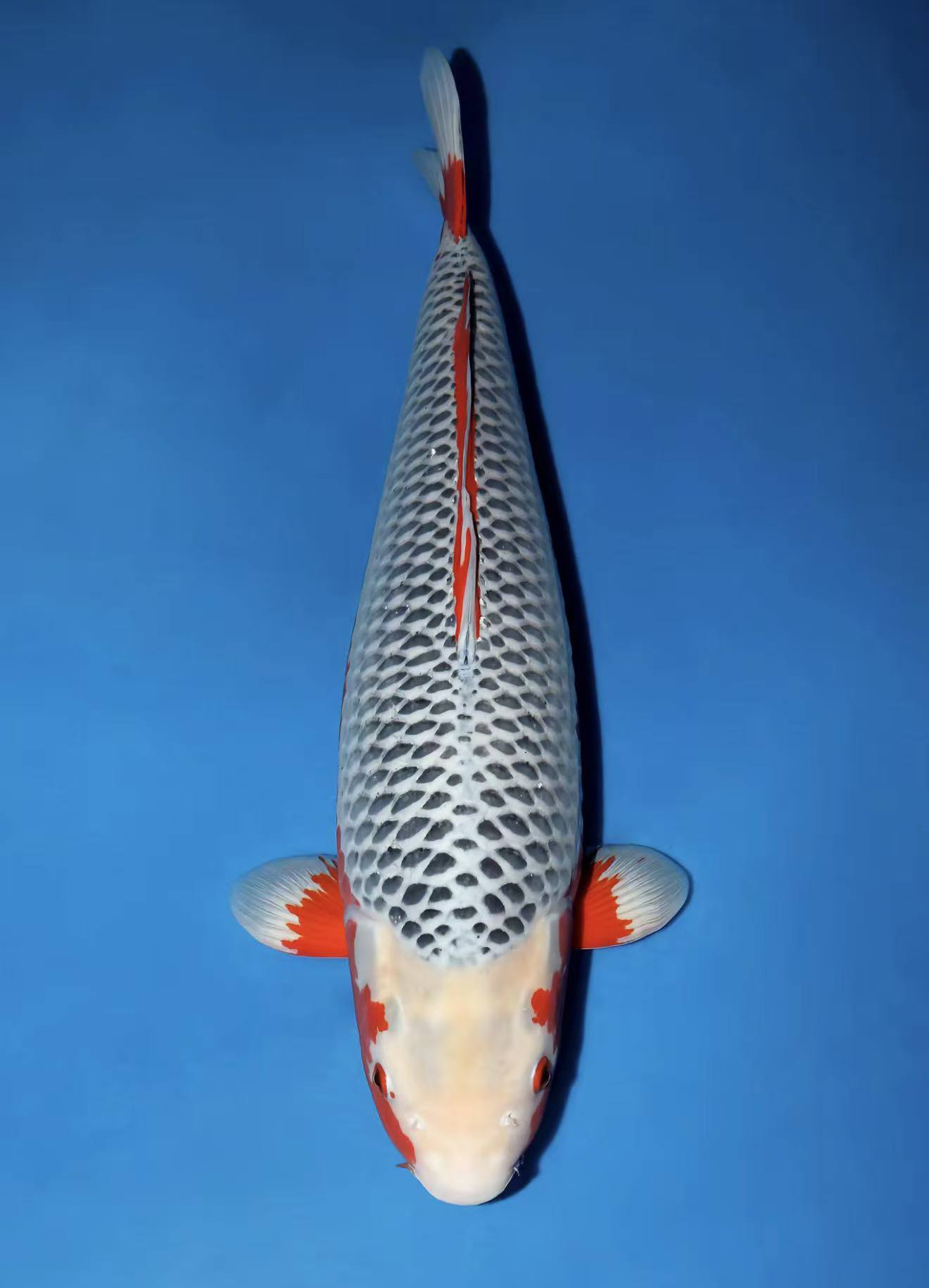 红牌1-50号锦鲤鱼锦鲤观赏鱼观赏鱼观赏鱼