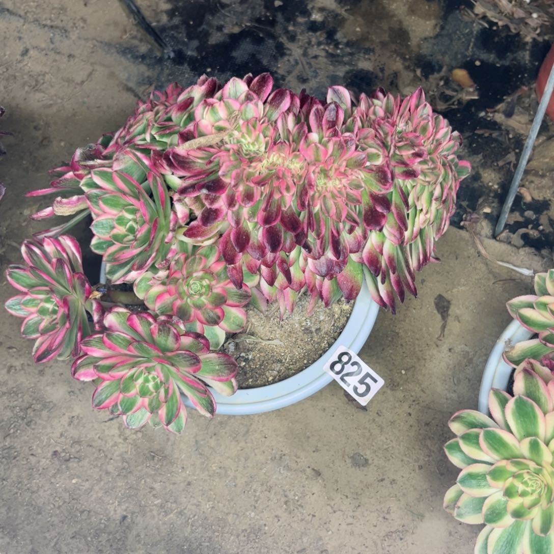 825荔枝缀化多肉植物