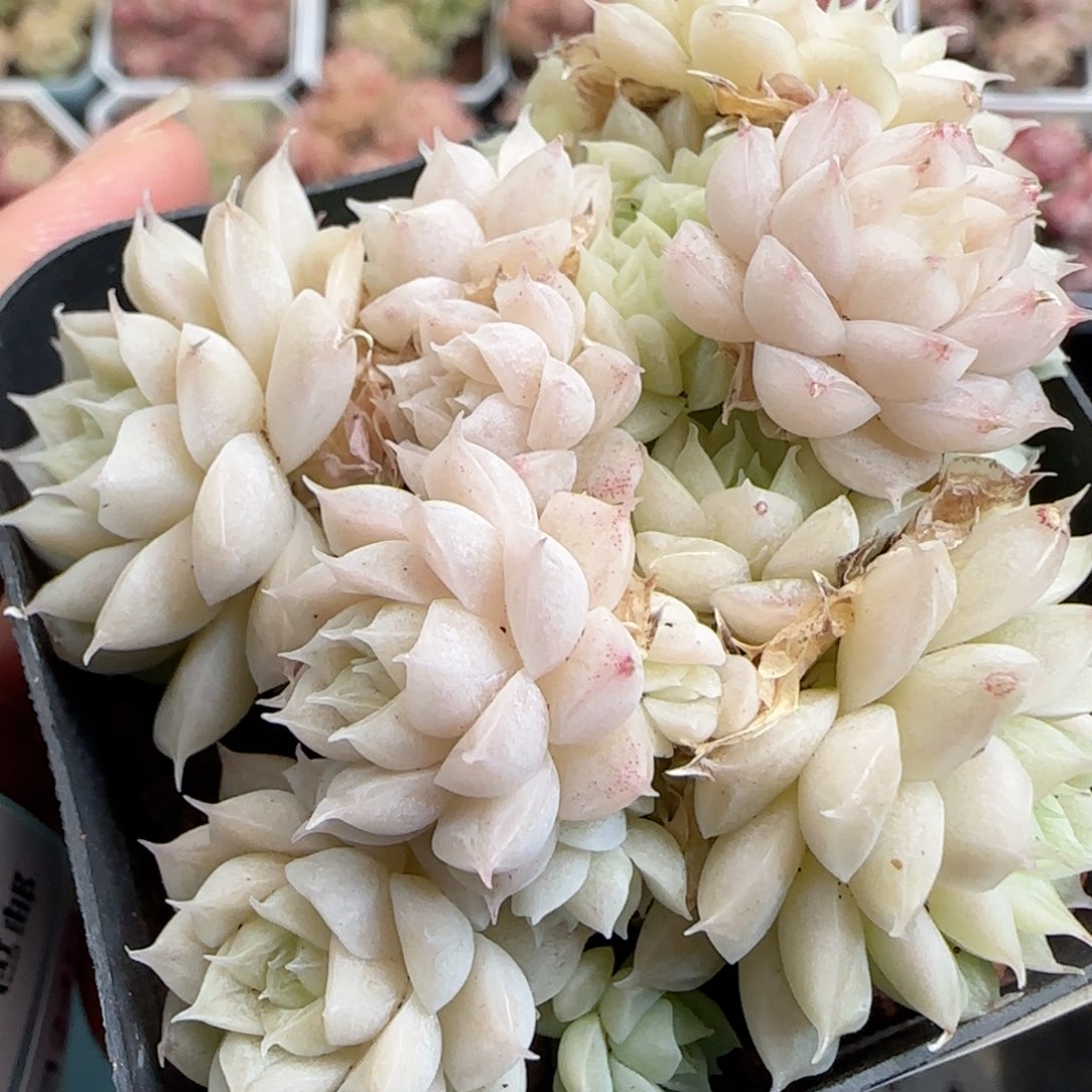 花语逸境0124-339麦秆散