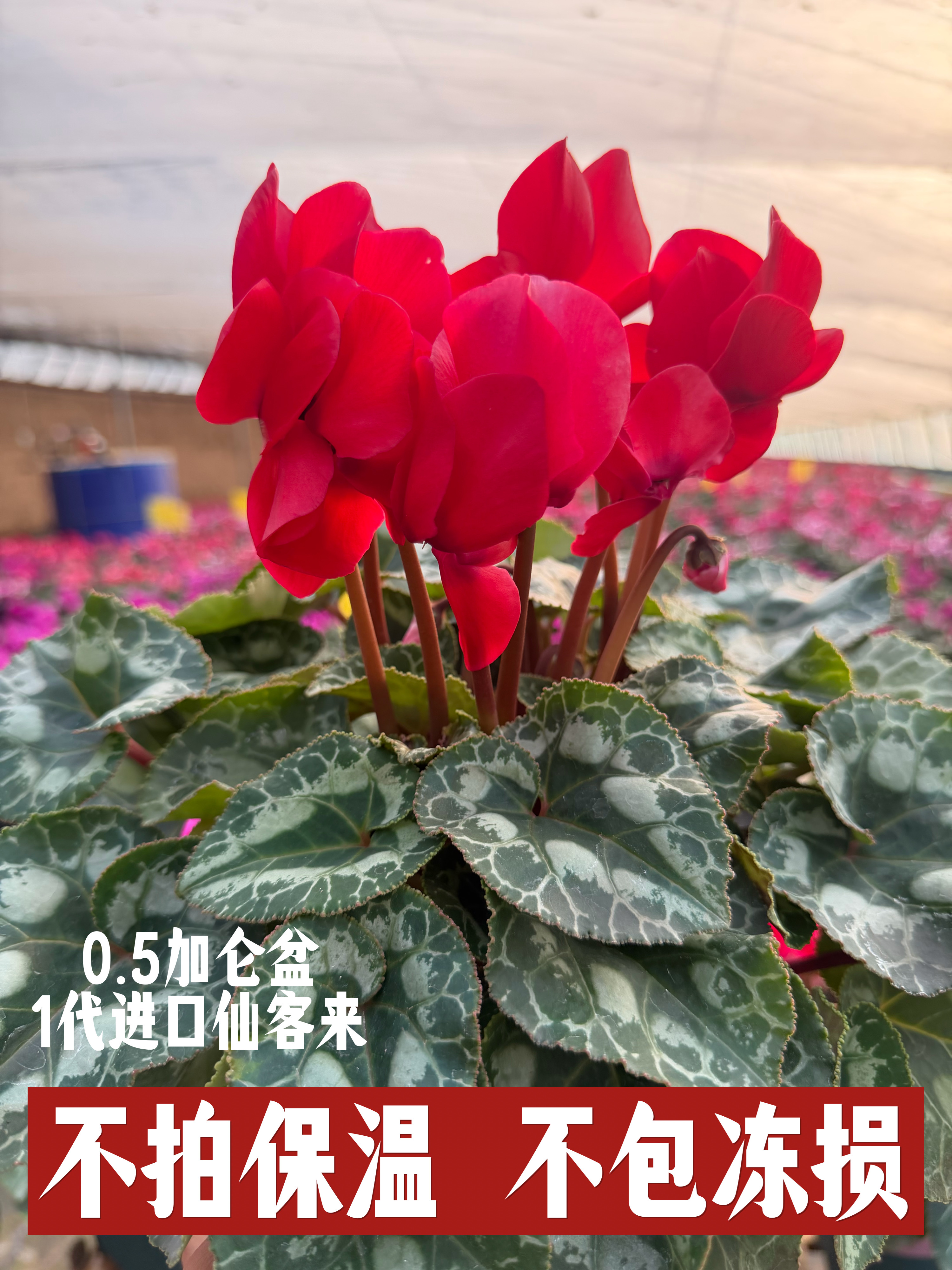 0.5加仑【大花系列】一代仙客来盆栽耐寒多年生带花带花苞室内盆栽