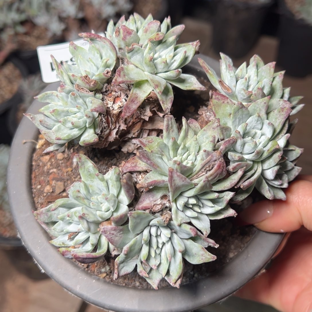 2631哈哈哈哈哈哈哈多肉