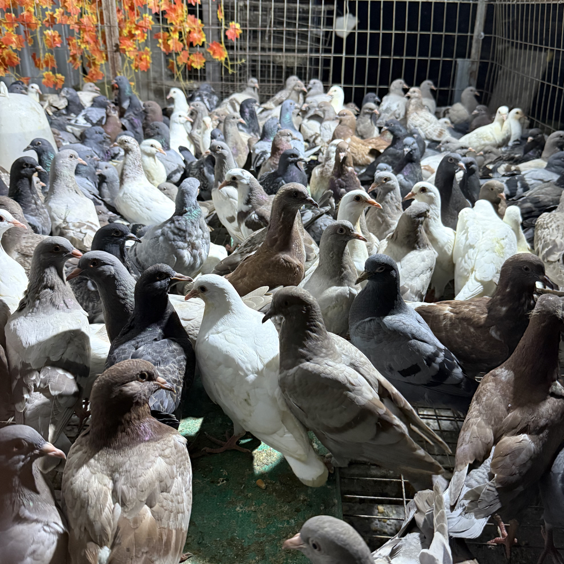 京东快递包邮6只落地王产蛋王鸽子