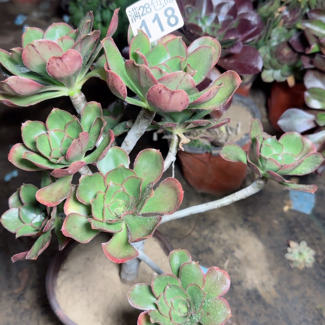 艳姿多肉118满28包邮断枝不包