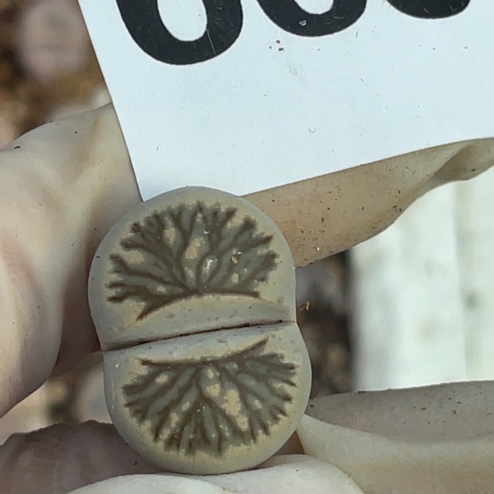 雪***瑰663岛田菊母本llllll