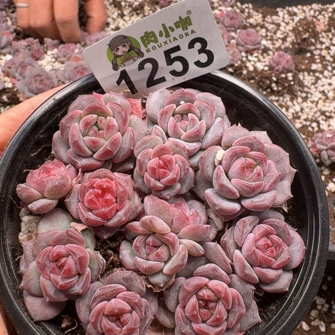 多肉植物多肉植物