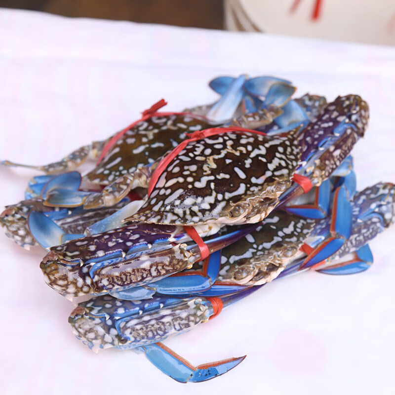 鲜活兰花蟹带绳约180g-250g左右一只