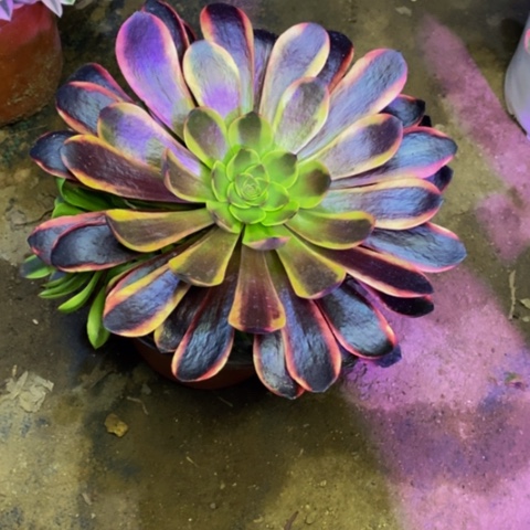 欧嘉莉多肉植物1711