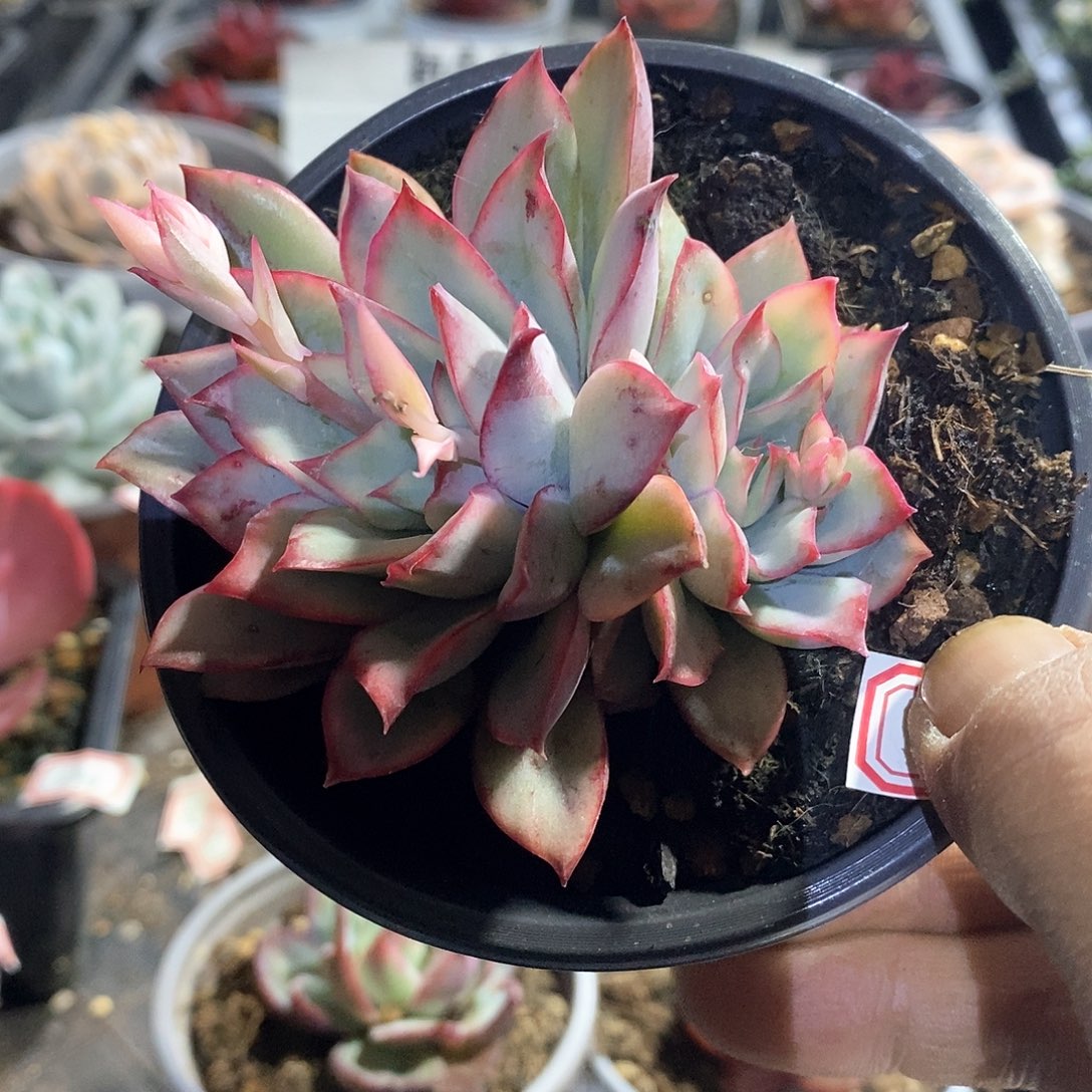 A823精美多肉月光女神锦双头