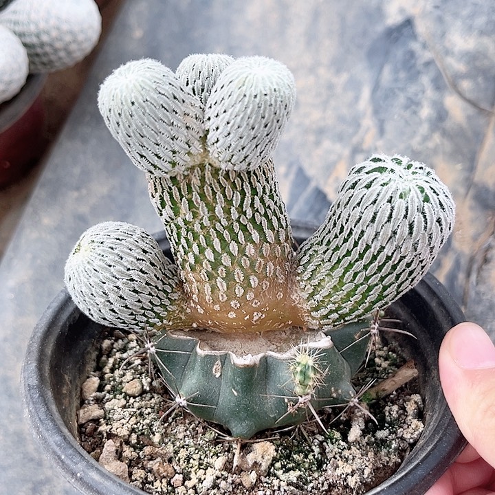 精巧丸精巧丸精巧丸