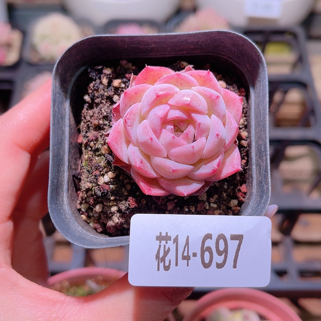 花利美14-697白桃汽水