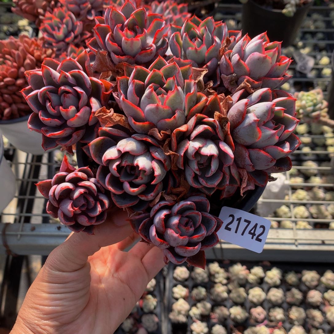 暖**光21742赫拉嗯嗯真的