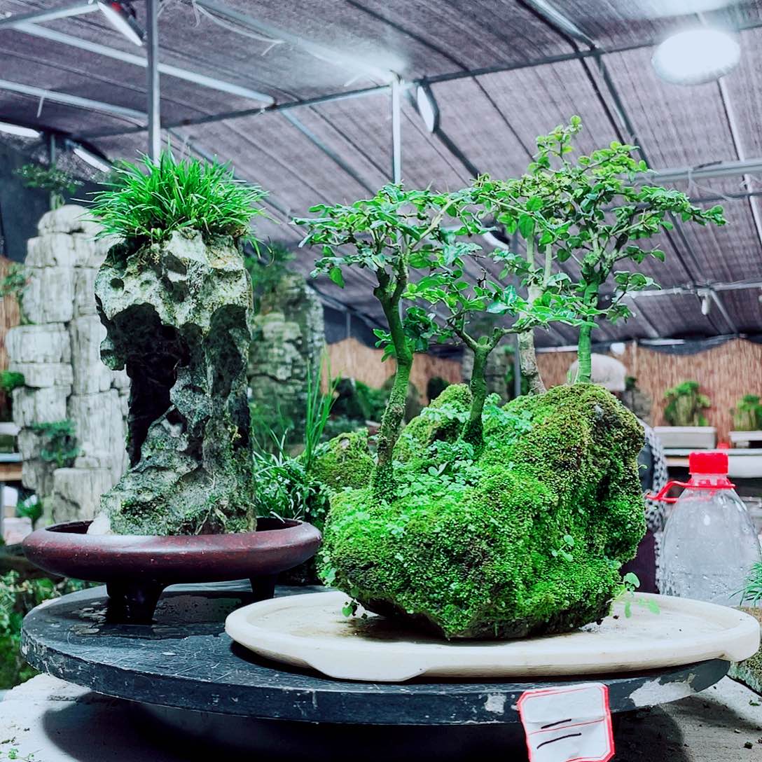 甜****当前无花栽培后可以开花