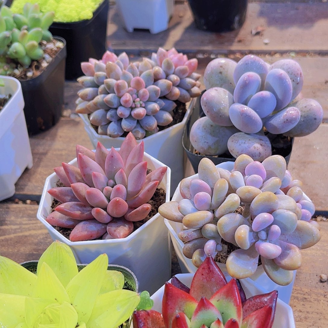 如图6盆111111111111