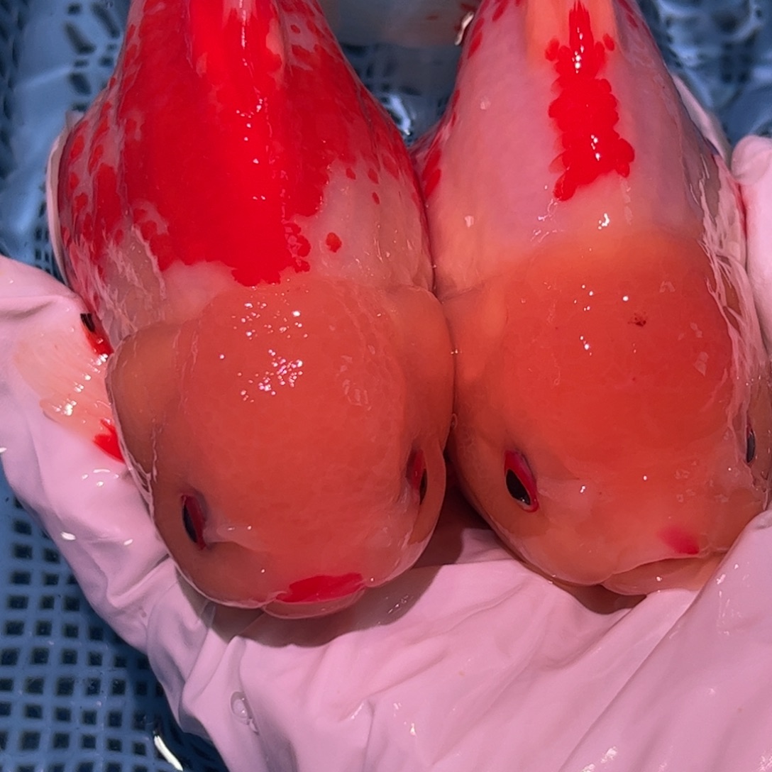 狮头鱼直播间一物一拍