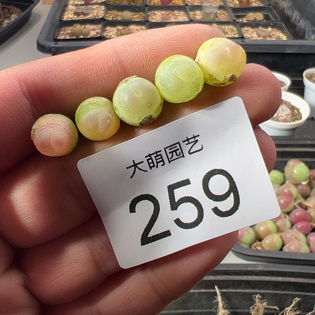 沙***小一物一拍带盆土发。  259