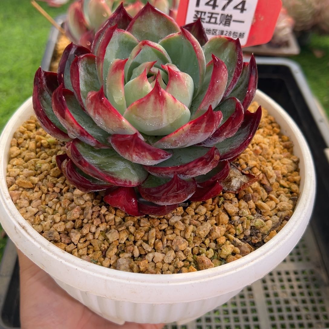 表妹精品多肉1474.