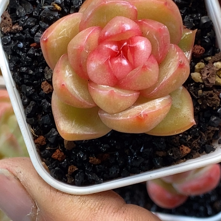 天官赐福百无禁忌