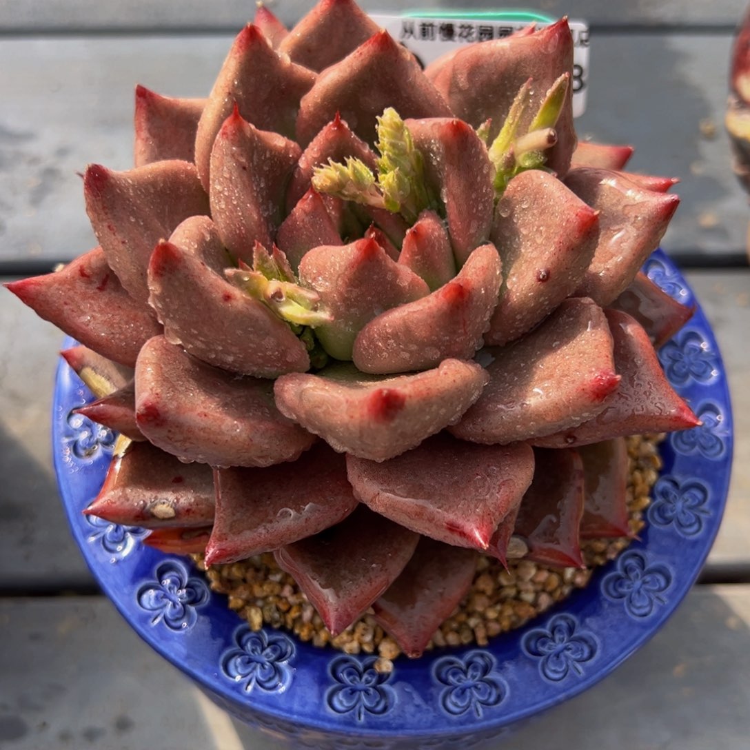 从前慢多肉精选编号0304.418