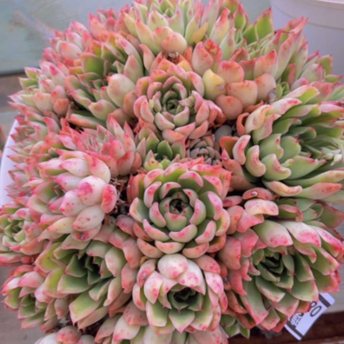 【闪购商品】玉杯东云08216