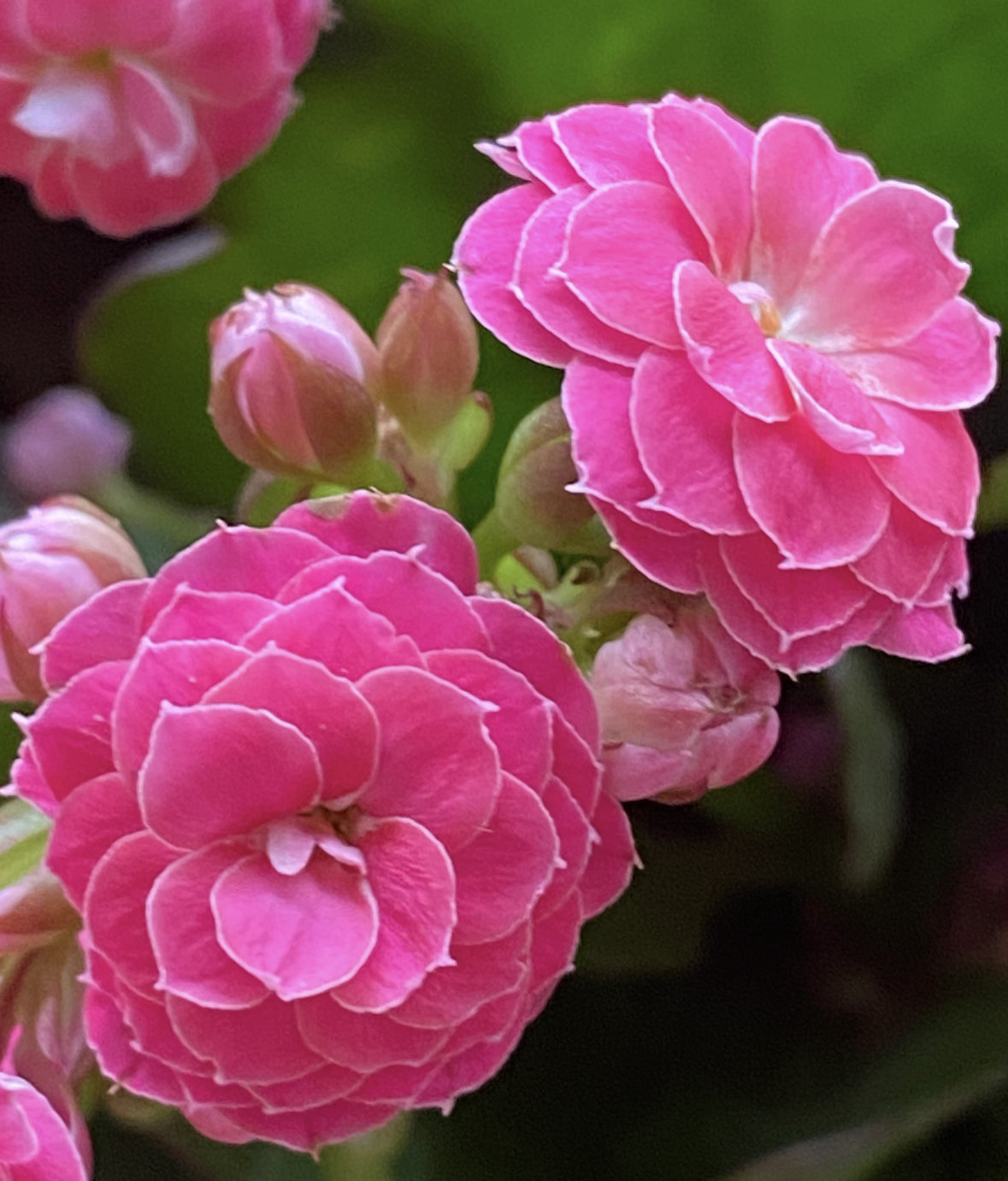 【泰娜】130杯超大颗重瓣长寿花室内盆栽懒人花四季开花花期长