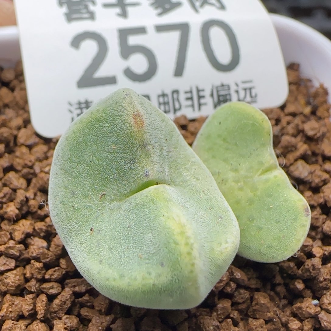 绿豆糕脱土双头。             