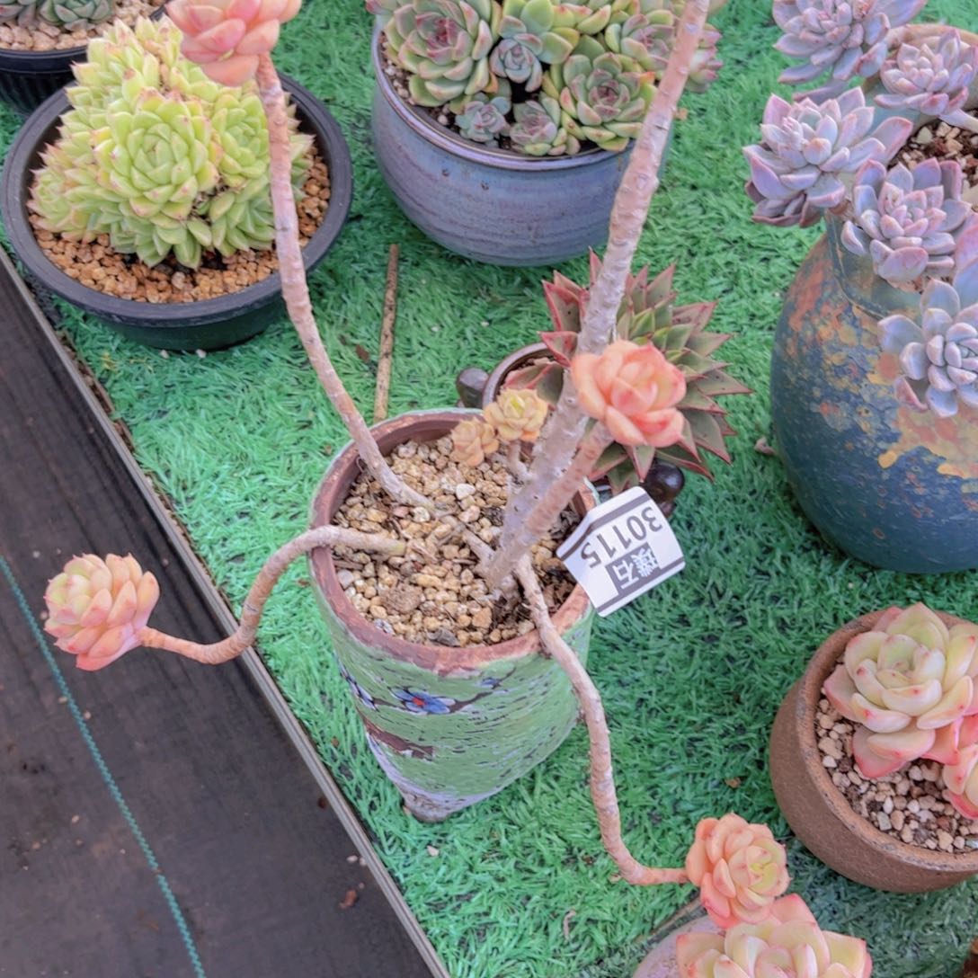 尼克莎拉玫瑰30115多肉