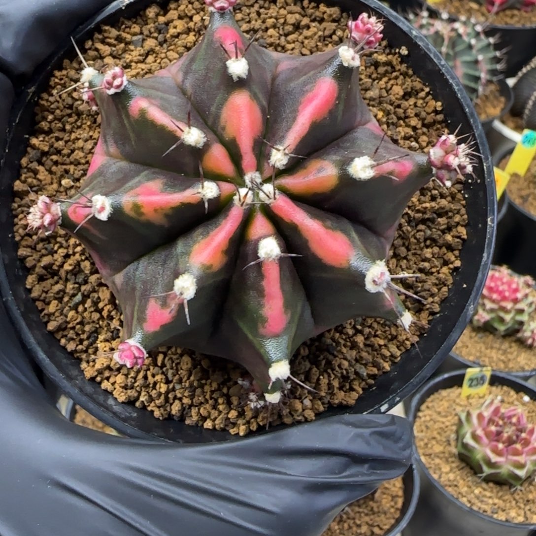 泰系米哈锦侧芽带盆土发货