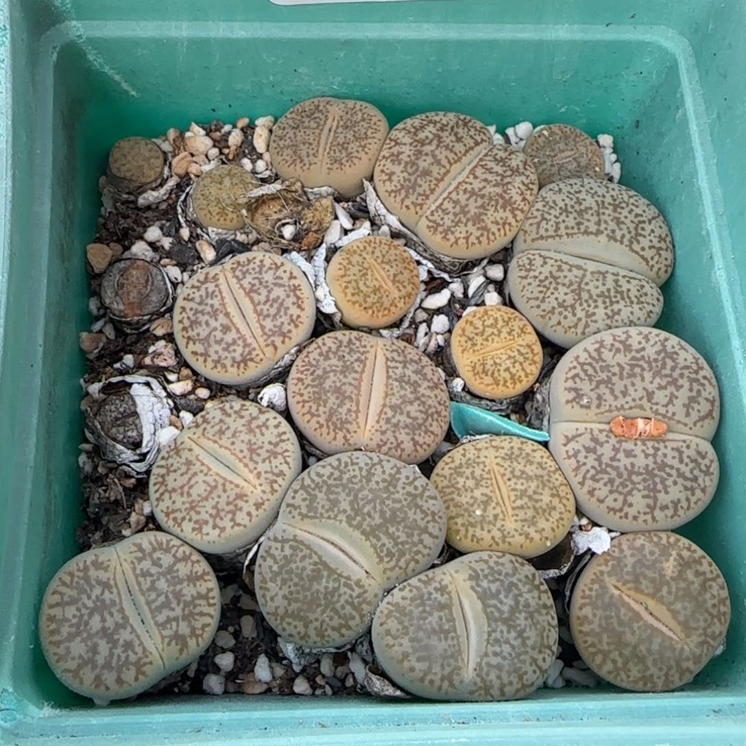 9132。默认脱土。18包邮。偏远88包邮