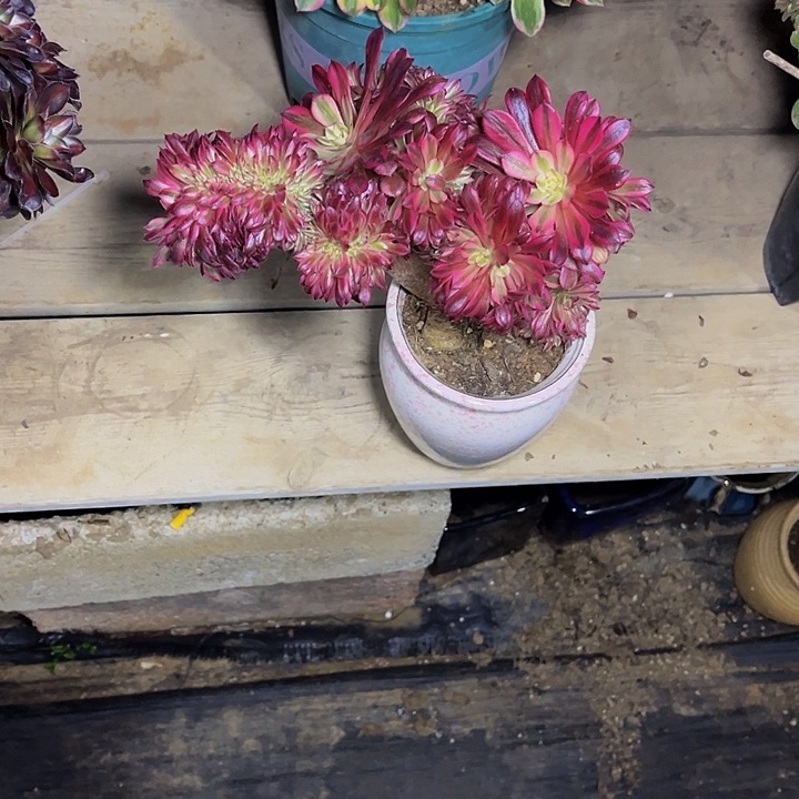 月亮女神缀化010