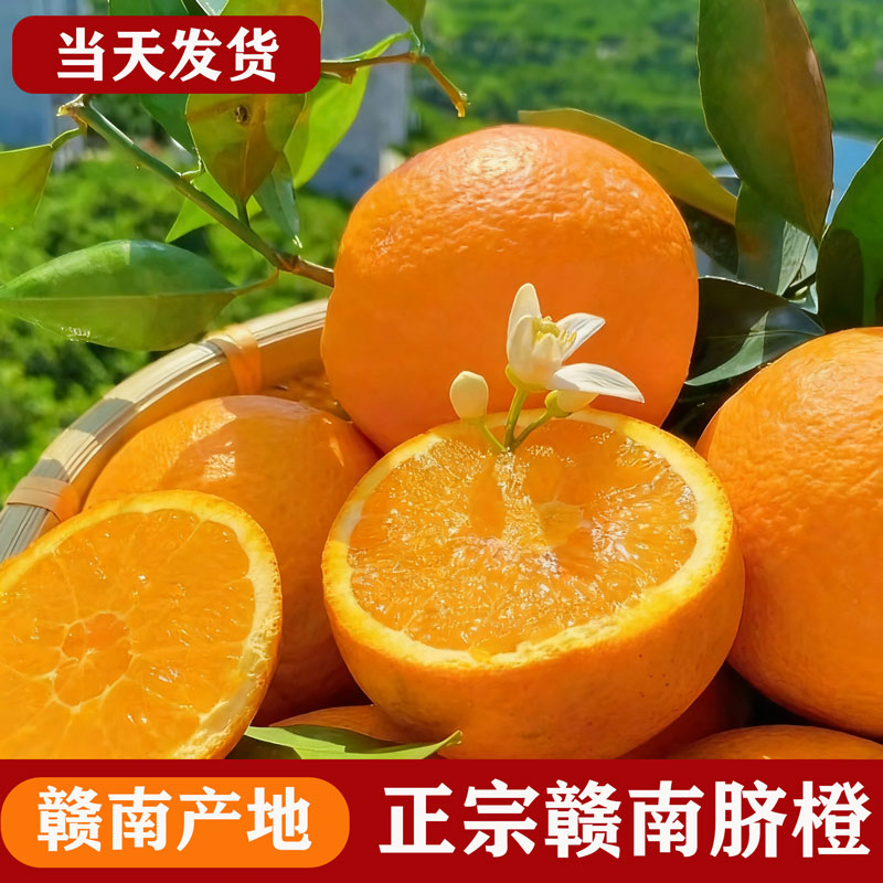 江西赣南脐橙新鲜正宗赣州橙子现摘甜橙水果精品鲜橙批发场地直发