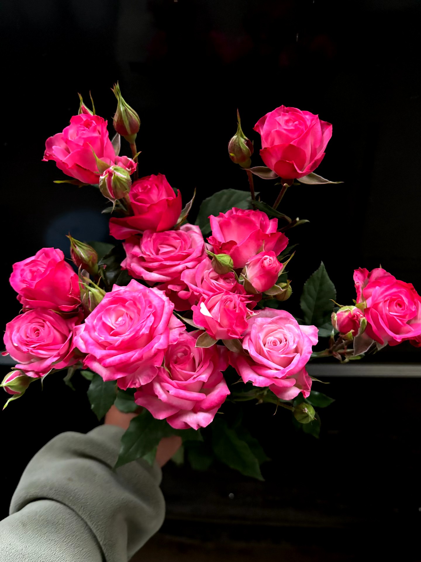 【云之卉】花花公子多头玫瑰