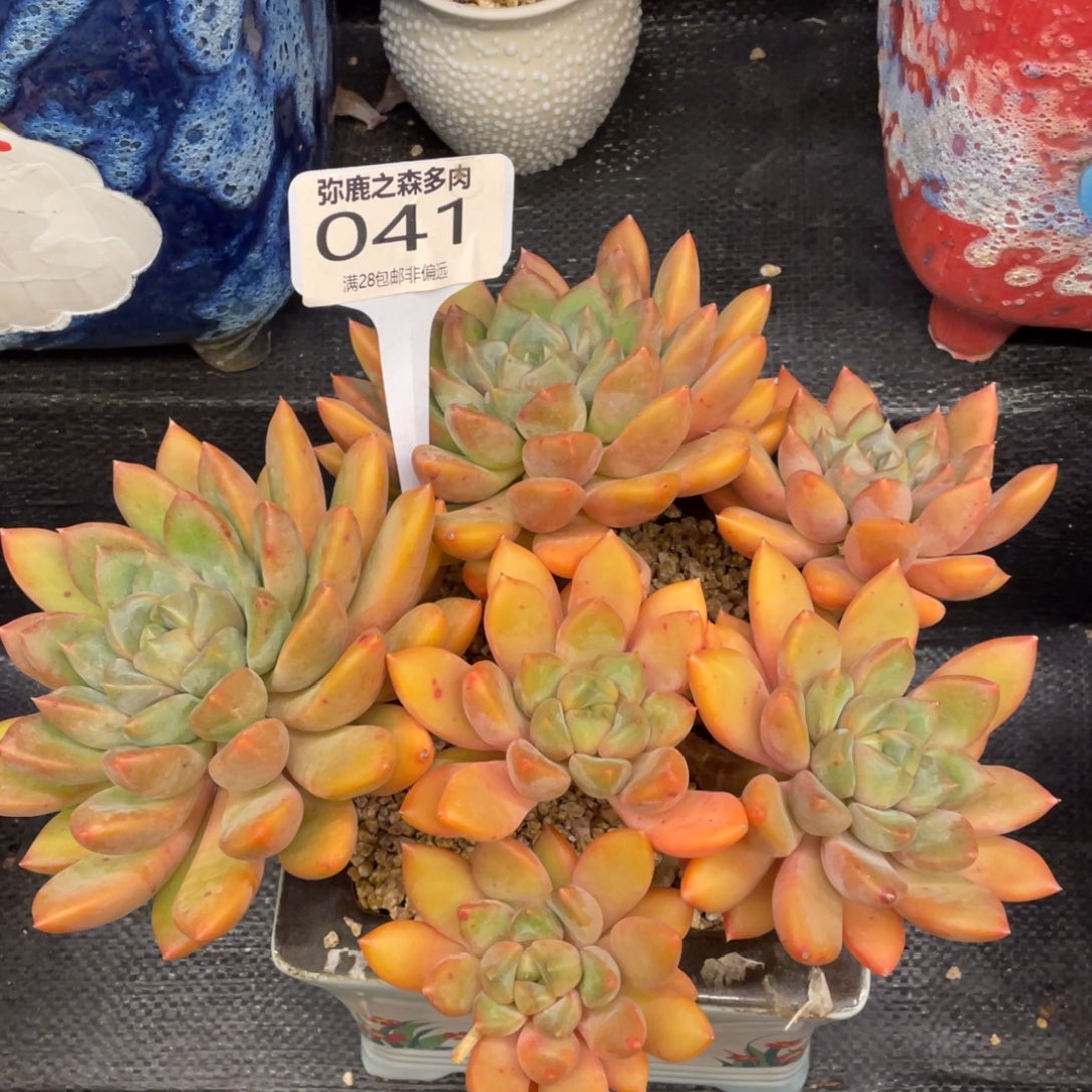 弥鹿之森一物一拍