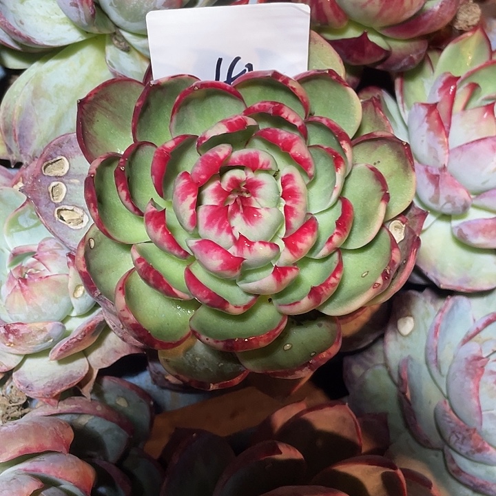 陈***陈42/////////////////