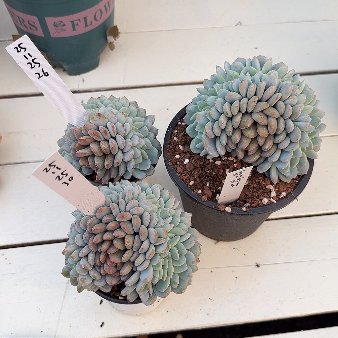 清***️251125263031橙梦露缀化3颗