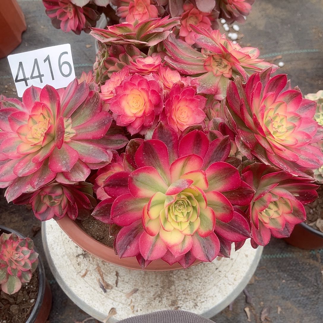 4416倾城多肉植物