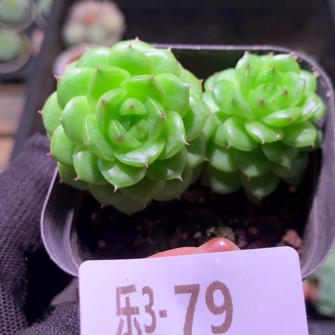 乐然 3-79 新品双头 