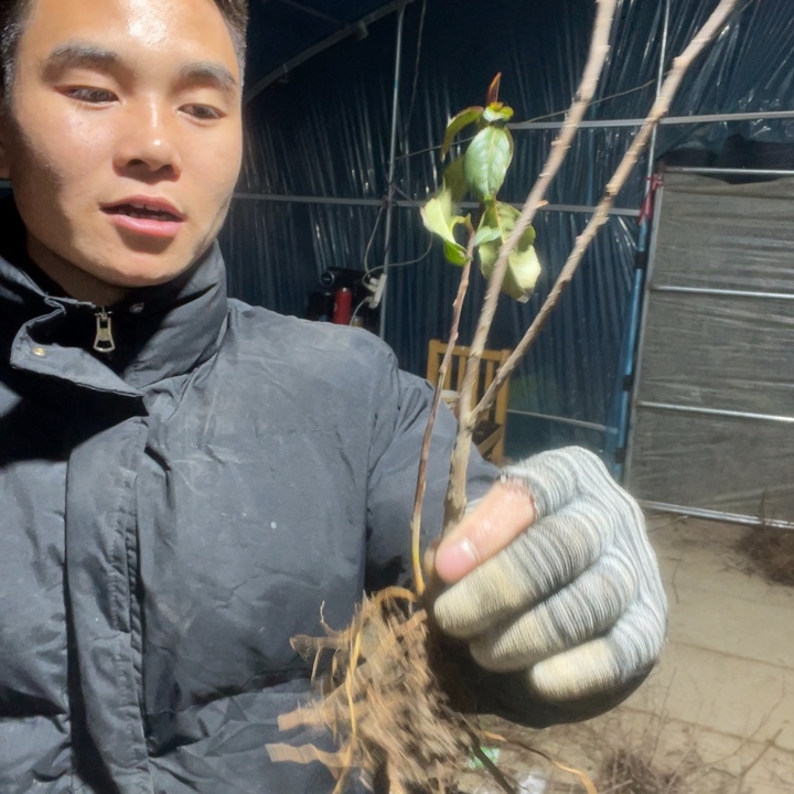 2颗    初心海棠花一颗苗
