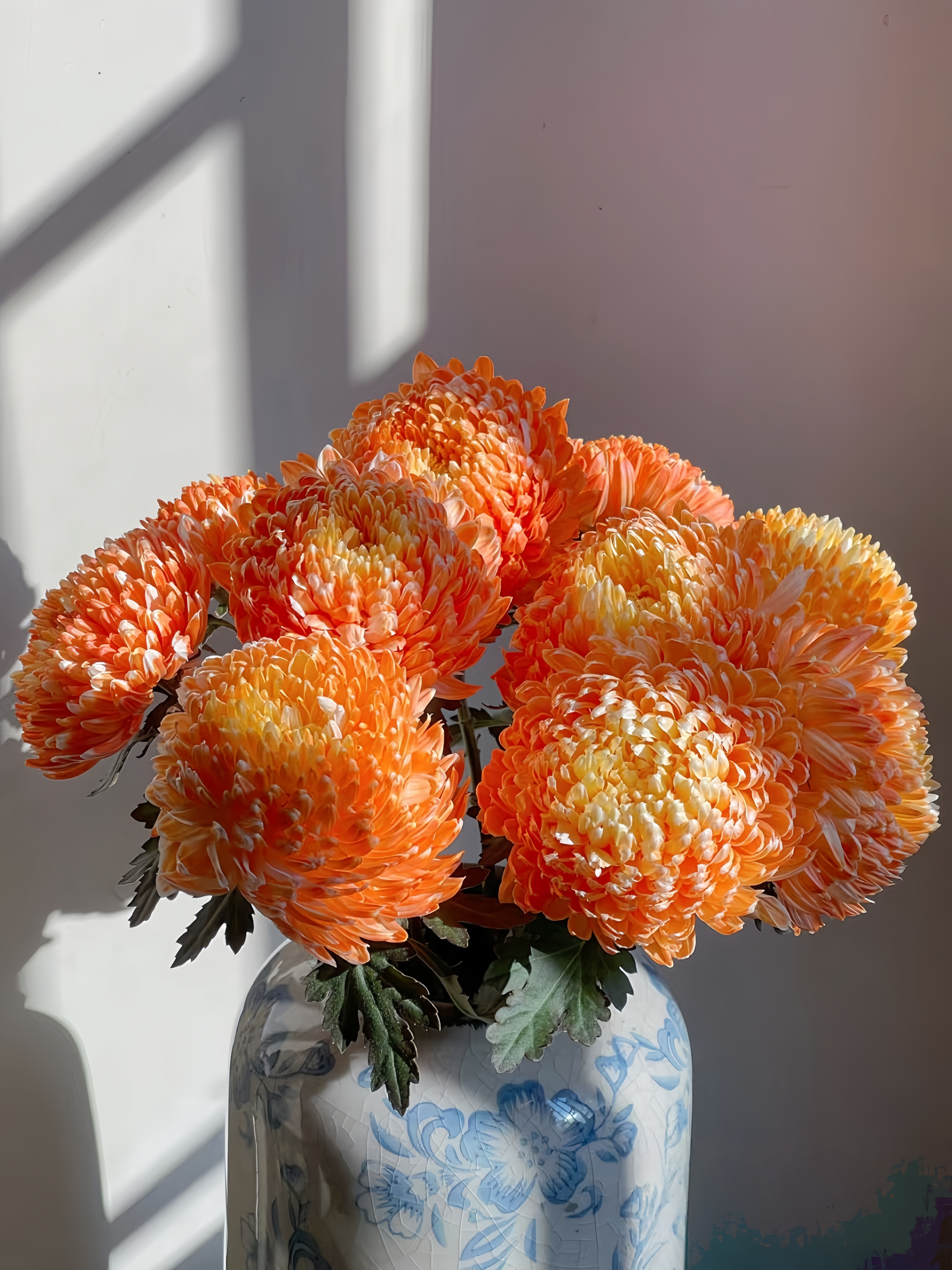 爱马仕橙橘子汽水牡丹菊云南直发A级鲜花冷链包邮家用鲜花