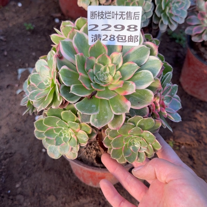 2298二号棚孔雀翎A
