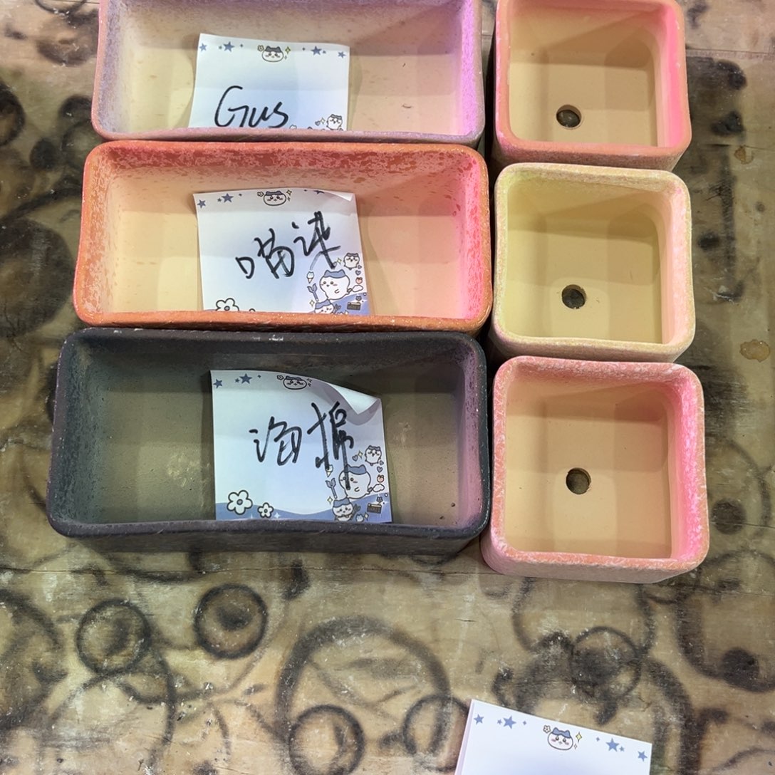 G***s元旦福利款yan花系列