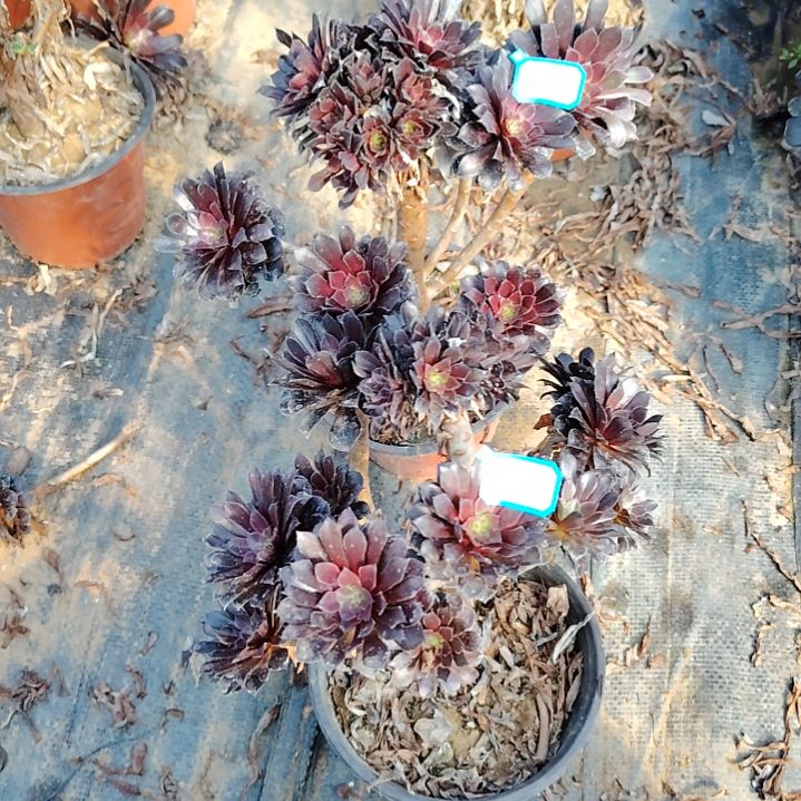 37+38号老桩黑铜壶法师