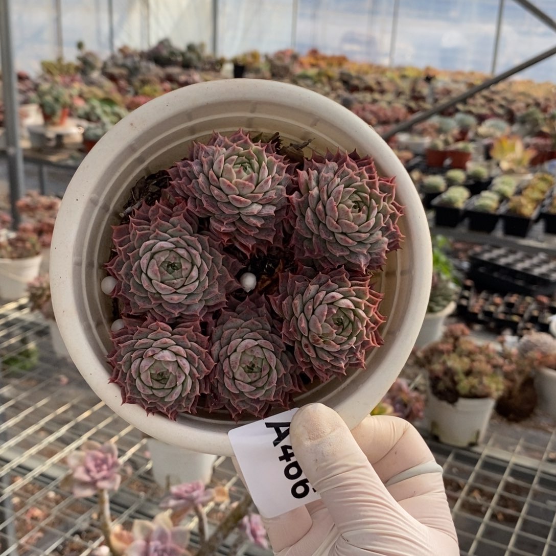 466朱砂痣一物一拍