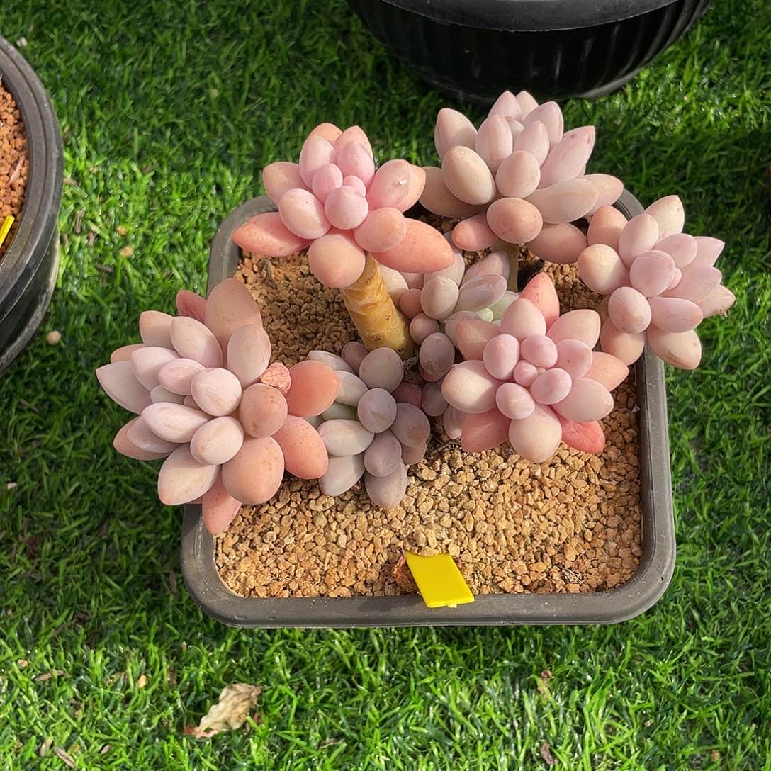 汤圆群生多肉植物一物一拍多肉