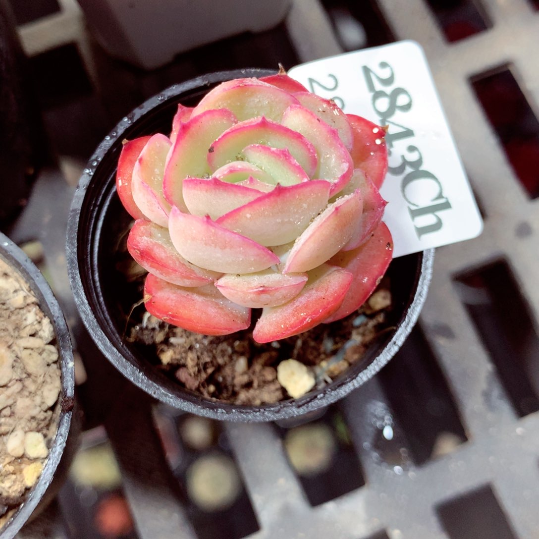 5厘米盆精控多肉2843