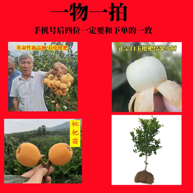 1物1拍白雪公主春花一号阳台栽种耙苗室内光线有点就可以优秀蔷薇