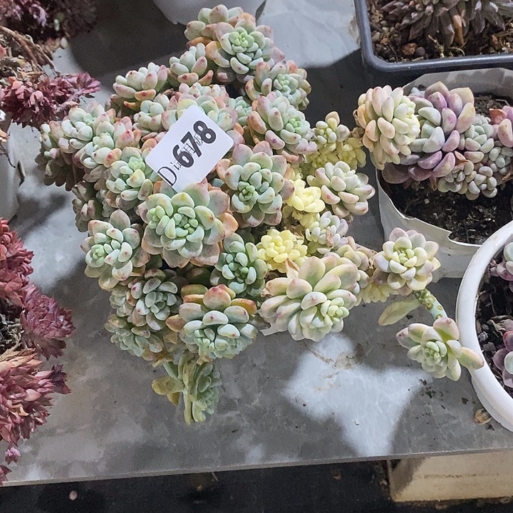 L***萨678劳尔锦多肉植物多肉