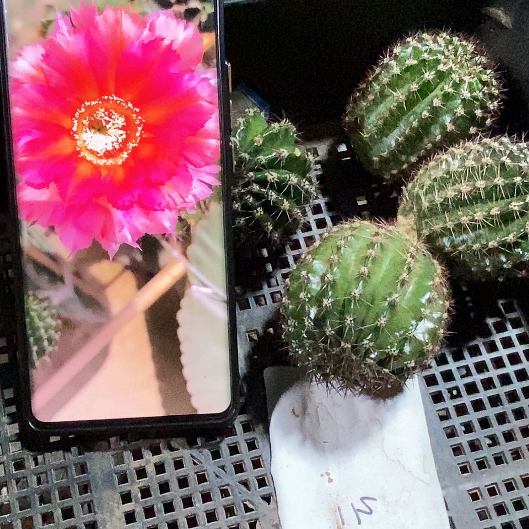 彩 彩云/侧芽歪20包邮/5公分