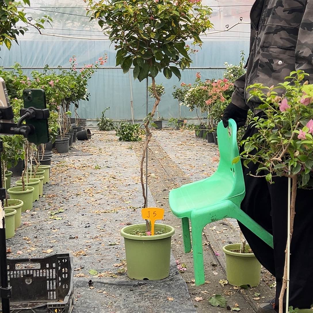 梦***’大部分花苞少量开放J5橙白