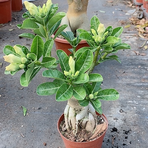 【闪购商品】无花朵用****9